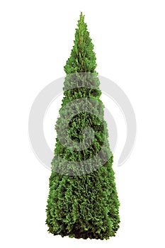 Thuja occidentalis 'Smaragd', Green American Arborvitae Occidental Smaragd Wintergreen, Large Detailed Isolated Pyramidal Cedar