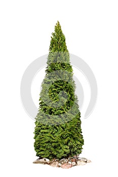 Thuja occidentalis `Smaragd`, Isolated On White