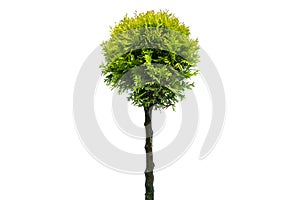 Thuja occidentalis smaragd Isolated on white background with clipping path. Green thuja isolated on white background. Evergreen co