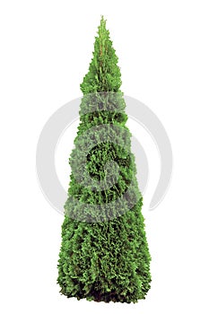 Thuja occidentalis Smaragd, Warm Green American Ar