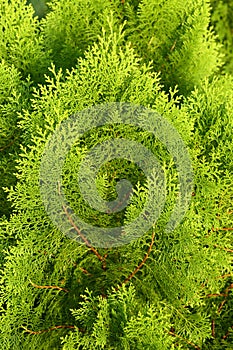 Thuja orientalis