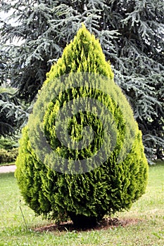 Thuja orientalis, evergreen conifer