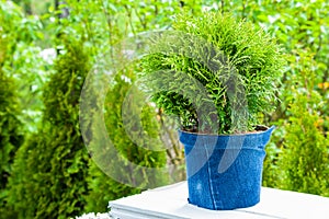 Thuja plant in pot, Cypresses plants on background. photo
