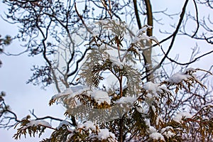 Thuja standishii CAR in the snow. Winter, green thuja bushes covered with white snow