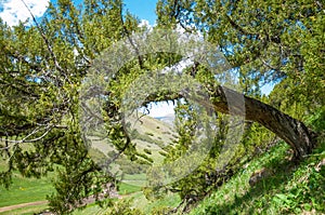 thuja. Tan Shan Mountains