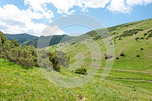 thuja. Tan Shan Mountains