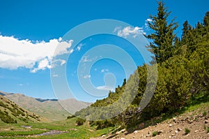 thuja. Tan Shan Mountains