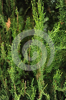 Thuja texture detail