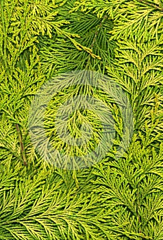 Thuja_texture_light
