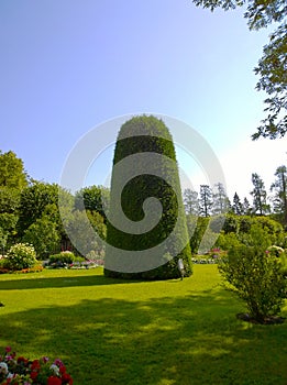 Thuja topiary in the park. Decorative trimming of shrubs and trees. Landscaping. Gardening background. Floral cultivars, selection