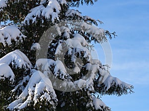 Thuja tree covered snow against blue sky