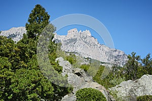 Thuja tree and evergreen shrubs on the rocks in front of Ai-Petri mountain background, Crimea