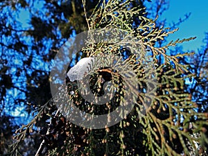 Thuja tree twig on a white snowy phony in the sun