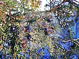 Thuja tree twig on a white snowy phony in the sun