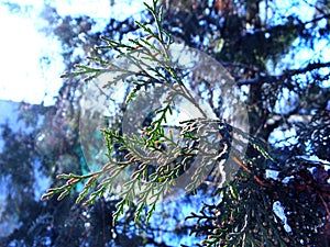 Thuja tree twig on a white snowy phony in the sun photo