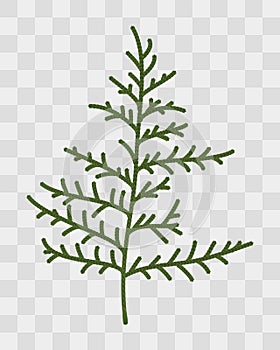 Thuja twigs closeup. Isolated plant on transparent background