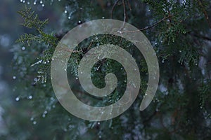 Thuja twigs with fruits in water droplets