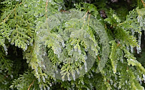 Thuja in the winter garden