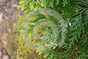 Thujopsis dolabrata branches closeup