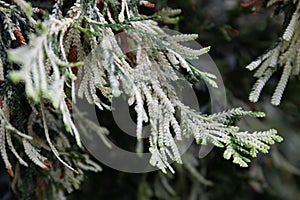 Thujopsis dolobrata Variegata - Variegated Elkhorn Cypress - will take some shade photo