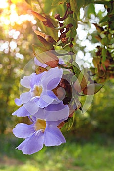 Thumbergia laurifolia flower