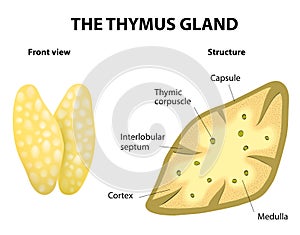 Thumys gland anatomy