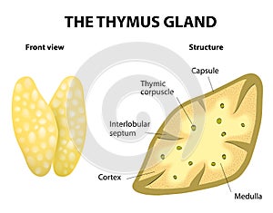 Thumys gland anatomy photo
