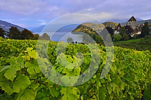 Thun Lake surrounded by Vineyard near Spiez Castle