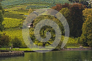 Thun Lake surrounded by Vineyard near Spiez Castle