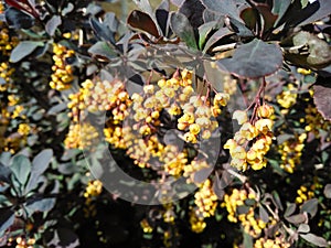 Thunberg barberry with red leaves and yellow flowers. Flowering barberry bush in spring. Growing ornamental plants. Natural