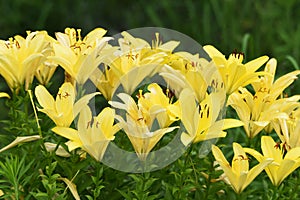 Thunberg lily