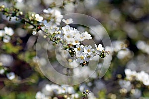 Thunberg`s meadowsweet