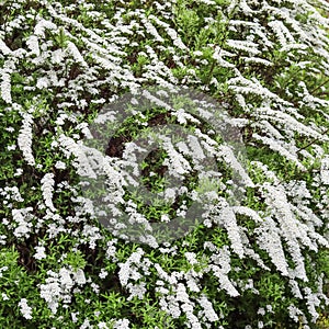 Thunberg Spirea bush in blossom. Background of white flowers. Gardening concept
