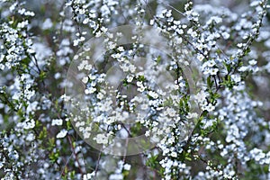 Thunberg spirea flowers.