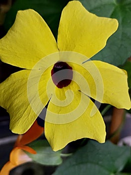 Thunbergia alata comminly called Black Eyed Susan photo