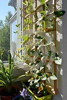 Thunbergia with beautiful orange flowers grows in container near wooden trellis for climbing plants. Small urban garden