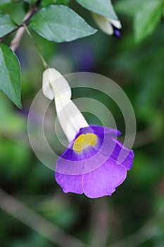 Thunbergia erecta (Benth.) T. Anders. flowers