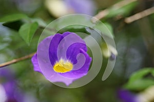 Thunbergia erecta (Benth.) T. Anders. flowers