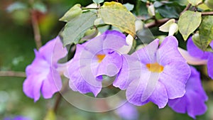 Thunbergia erecta (Benth.) T. Anders. flowers photo