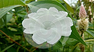 THUNBERGIA FRAGRANS - THUNBERGIA (Famili: Acanthaceae)