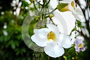 Thunbergia Grandiflora