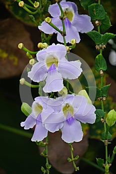 Thunbergia grandiflora (Bengal clockvine, Bengal trumpet, blue skyflower) flower