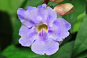 Thunbergia laurifolia with dew photo