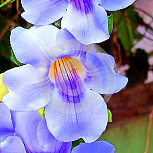 Thunbergia Laurifolia lavender flowers-2