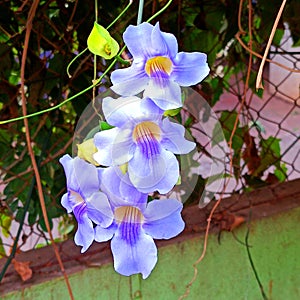 Thunbergia Laurifolia lavender flowers