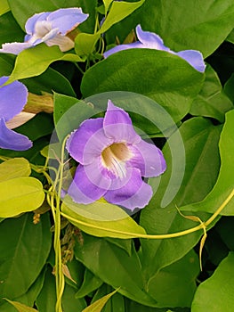 A Thunbergia laurifolia Plant