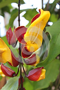 Thunbergia mysorensis acanthaceae