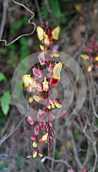 Thunbergia Mysorensis Acanthaceae photo