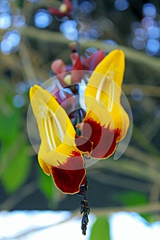 Mysore trumpetvine or Indian clock vineÃ¯Â¼ÅThunbergia mysorensis