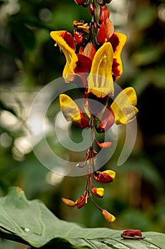 Thunbergia mysorensis flower photo